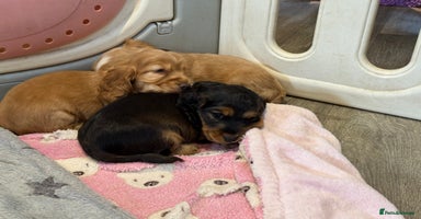 Cocker Spaniel dogs - Advert 5