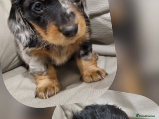 Miniature Dachshund dogs 🐾💙💖KC Reg. Long Haired Mini Dachshunds💖💙🐾 - Advert 5