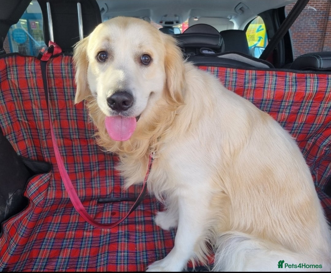 Golden Retriever dogs for stud: Proven KC Golden Stud - Image 3