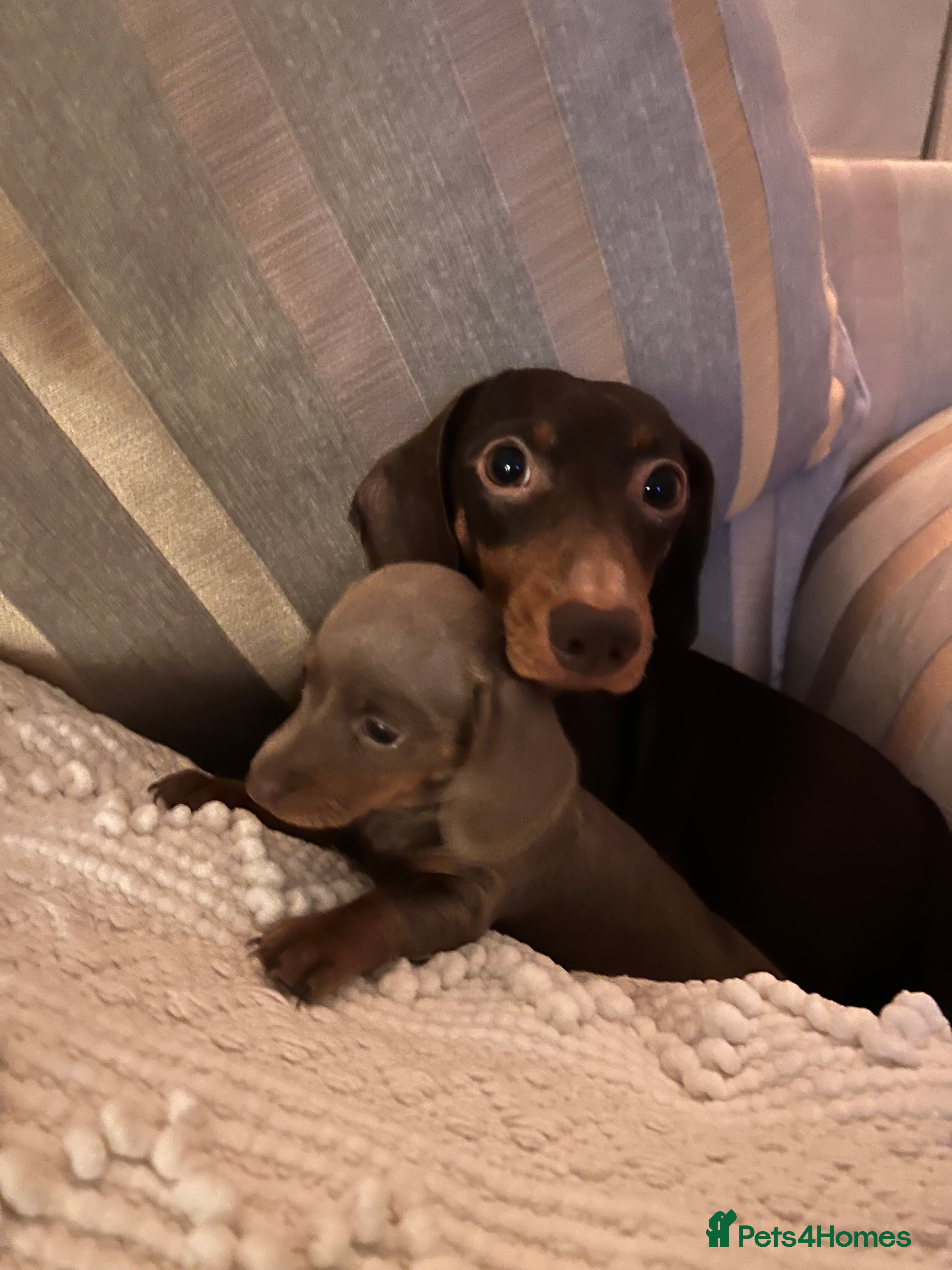 Dachshund dogs Isabella  - Advert 1
