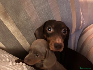 Dachshund dogs Isabella - Advert 15