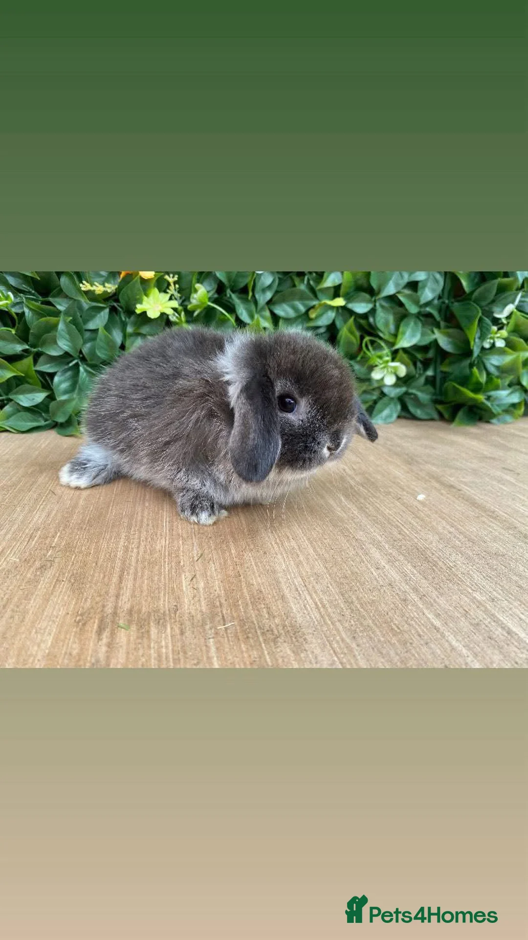 Mini Lop rabbits for sale: Mini lop buck 💙 - Advert 1