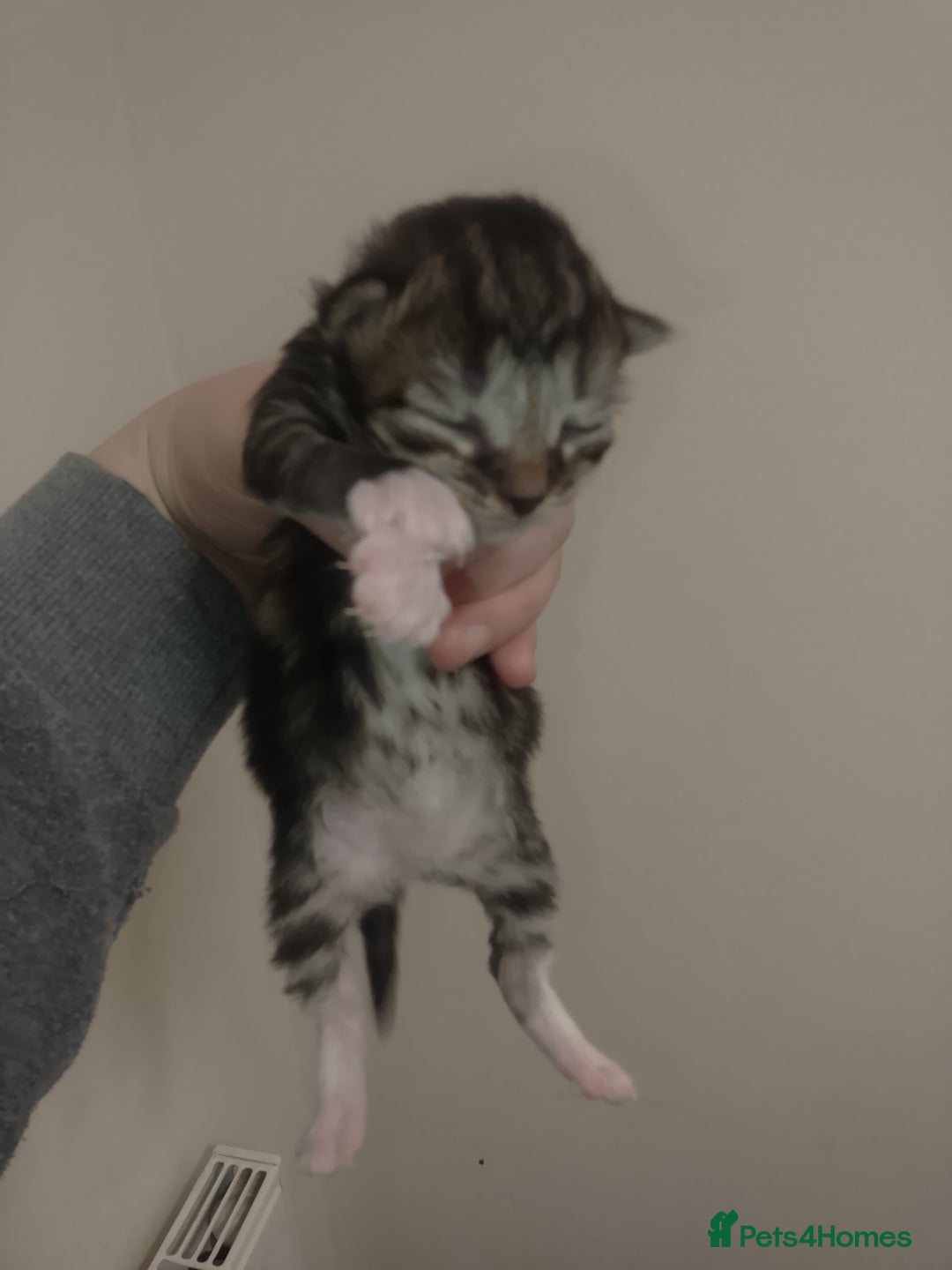 Mixed Breed cats for sale: Kittens for sale - Advert 6