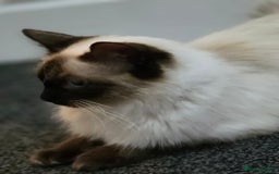 Ragdoll cats for sale: Full pedigree Ragdoll 16 months old - Image 2