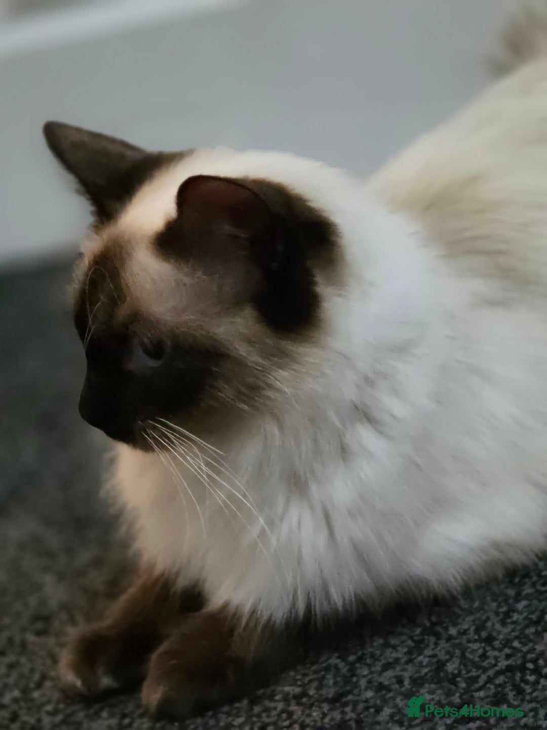 Ragdoll cats for sale: Full pedigree Ragdoll 16 months old - Image 2