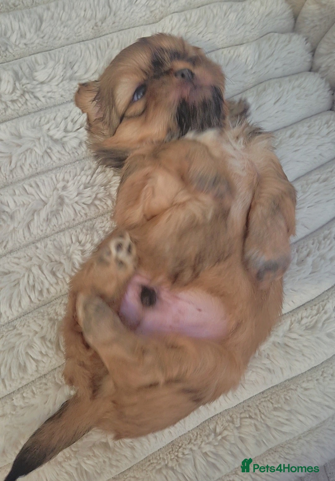 Shih Tzu dogs for sale: Imperial Shihtzu puppies - Image 5