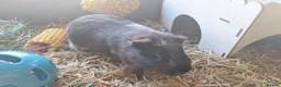 Guinea Pig rodents for sale: Boy Guinea Pigs - Advert 4