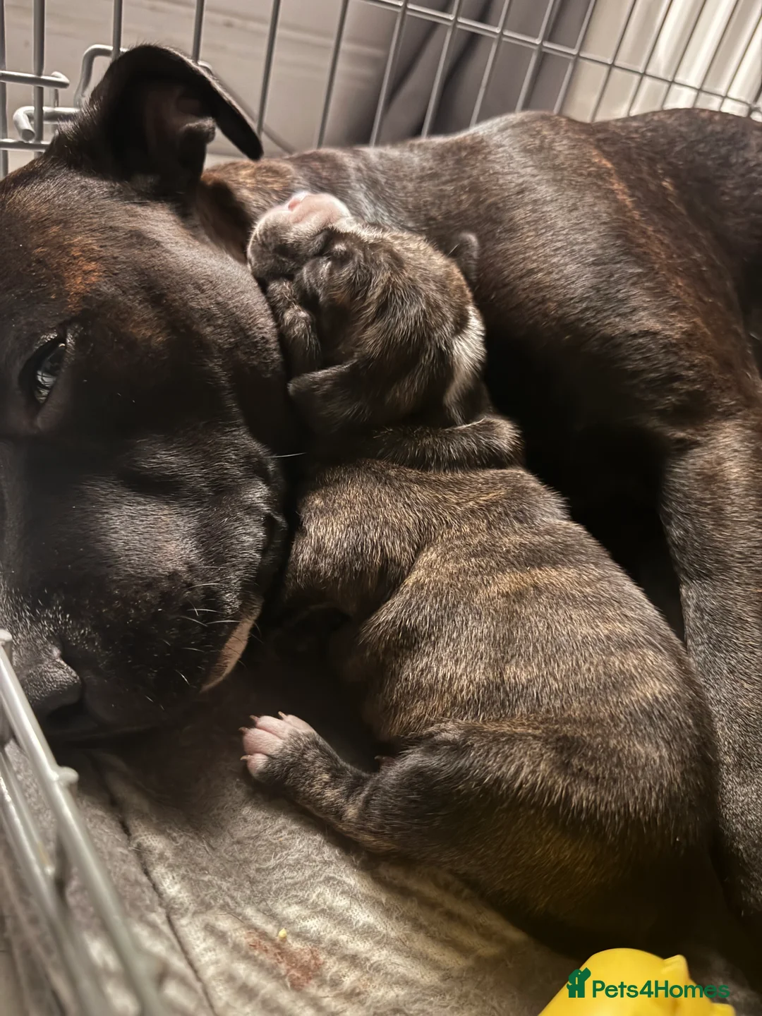 Staffordshire Bull Terrier dogs for sale: Staffordshire bull terrier 3 males  - Advert 19