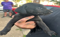 Labrador Retriever dogs for sale: Female black Labradors - Image 15