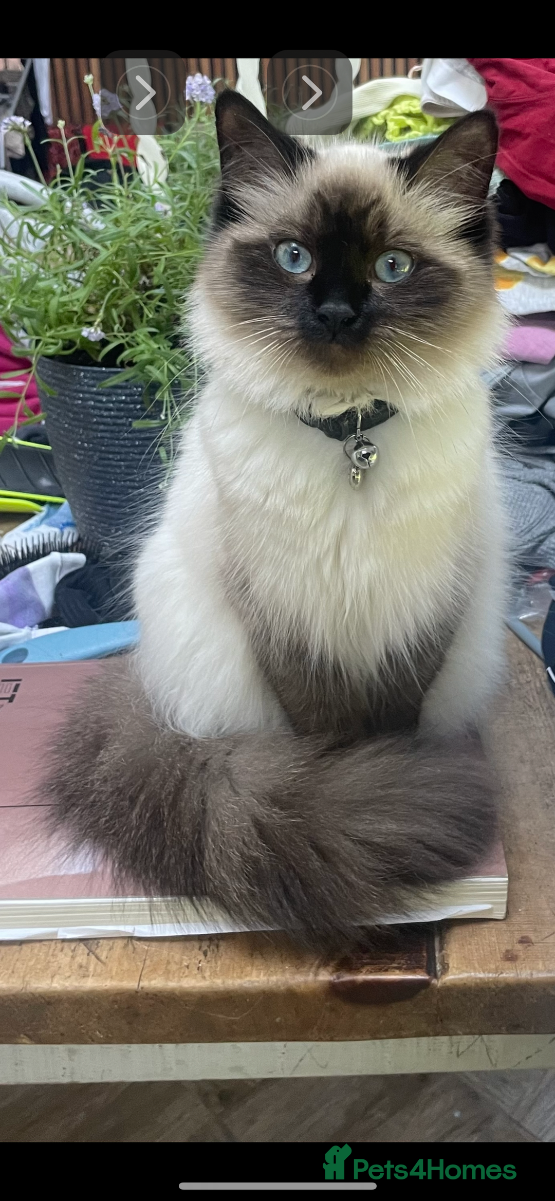 Mixed Breed cats for sale: Kitten for sale  - Advert 8