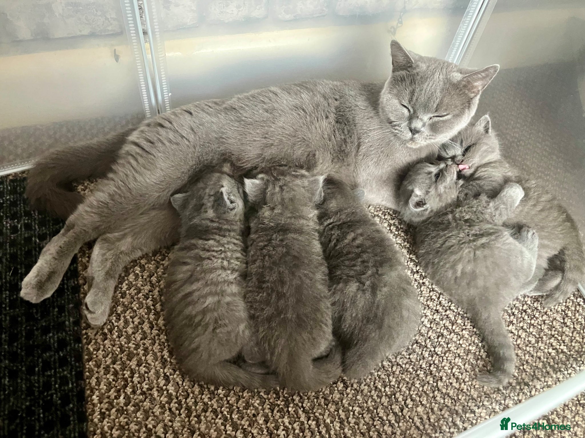 British Shorthair cats 💙 British shorthair 💙 - Advert 14