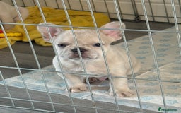 French Bulldog dogs for sale: French bulldog puppies - Image 11