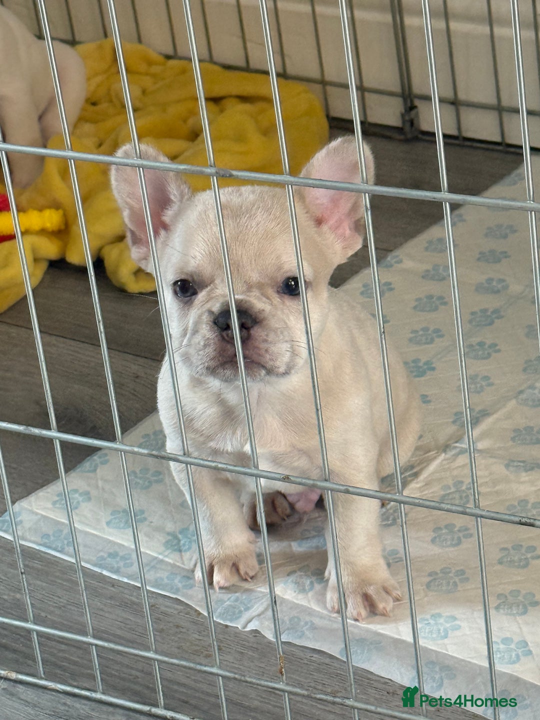 French Bulldog dogs for sale: French bulldog puppies - Image 11
