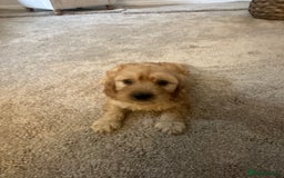 Cavapoo dogs for sale: Miniature F1 cavapoo  - Image 7