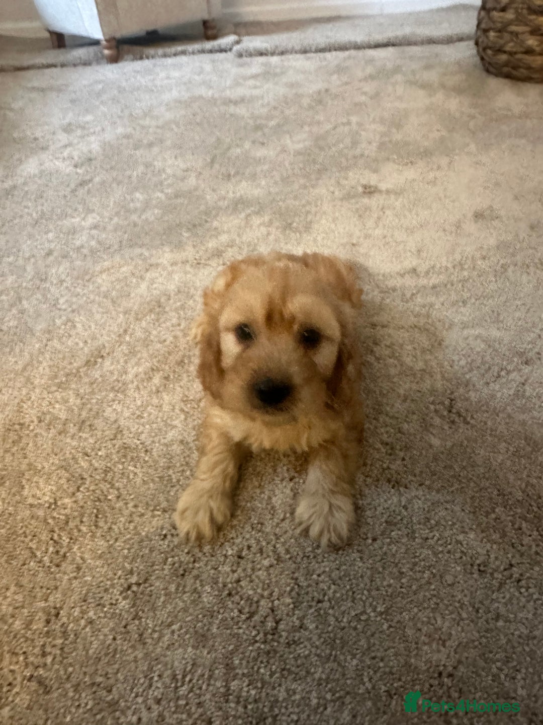 Cavapoo dogs for sale: Miniature F1 cavapoo  - Image 7