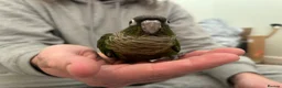 Conures birds for sale: 2 conure babies  in Southampton - Advert 2