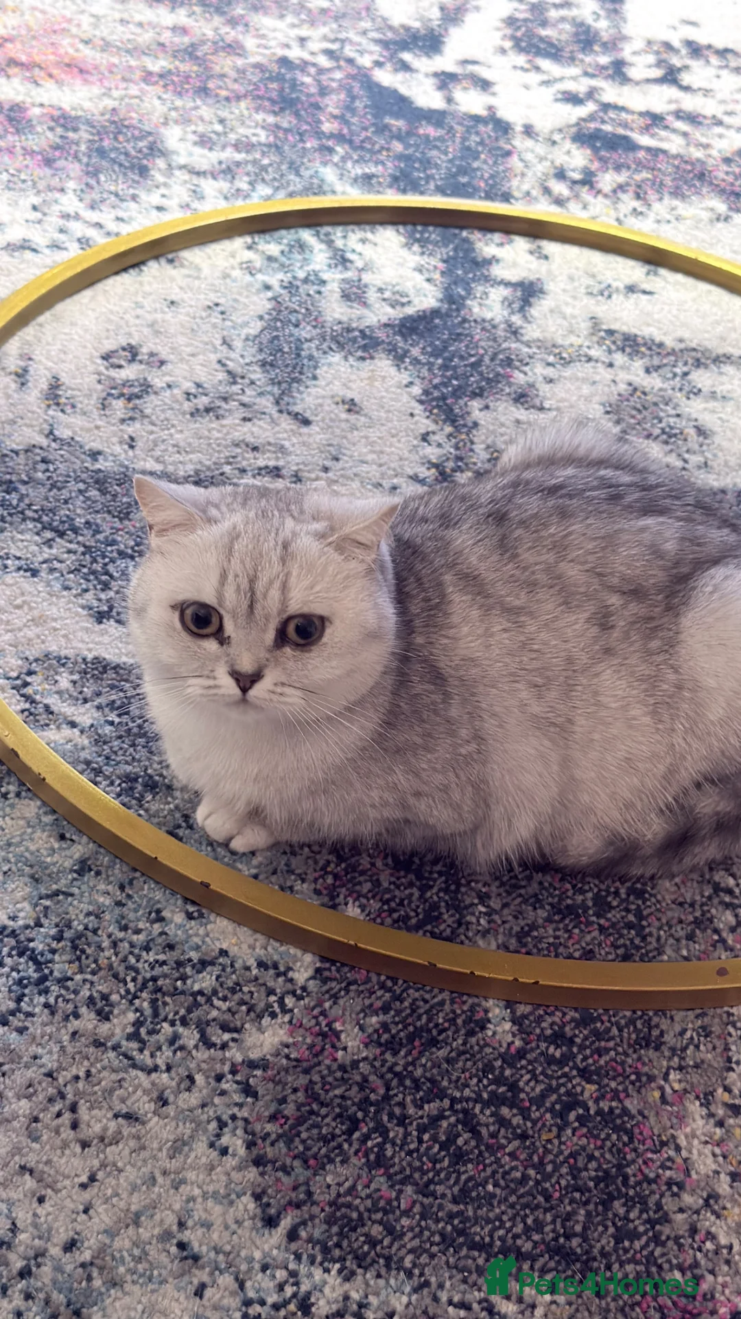 British Shorthair cats for sale: Kitten  - Advert 1