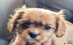 Cavalier King Charles Spaniel dogs for sale: Cavalier puppies Top bloodlines KC reg. - Advert 6