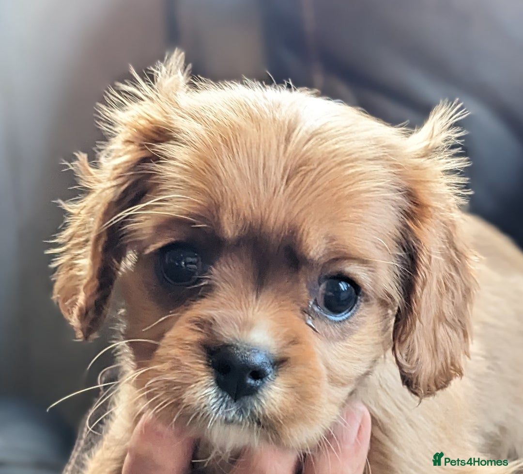 Cavalier King Charles Spaniel dogs for sale: Cavalier puppies Top bloodlines KC reg. - Advert 6