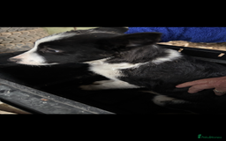 Smooth Collie dogs for sale: Collie pups for sale  - Advert 2