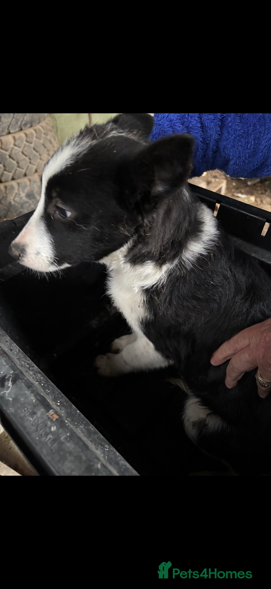 Smooth Collie dogs for sale: Collie pups for sale  - Advert 2