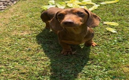 Miniature Dachshund dogs for stud: Teddy - Choc & Tan Proven Stud - Image 2
