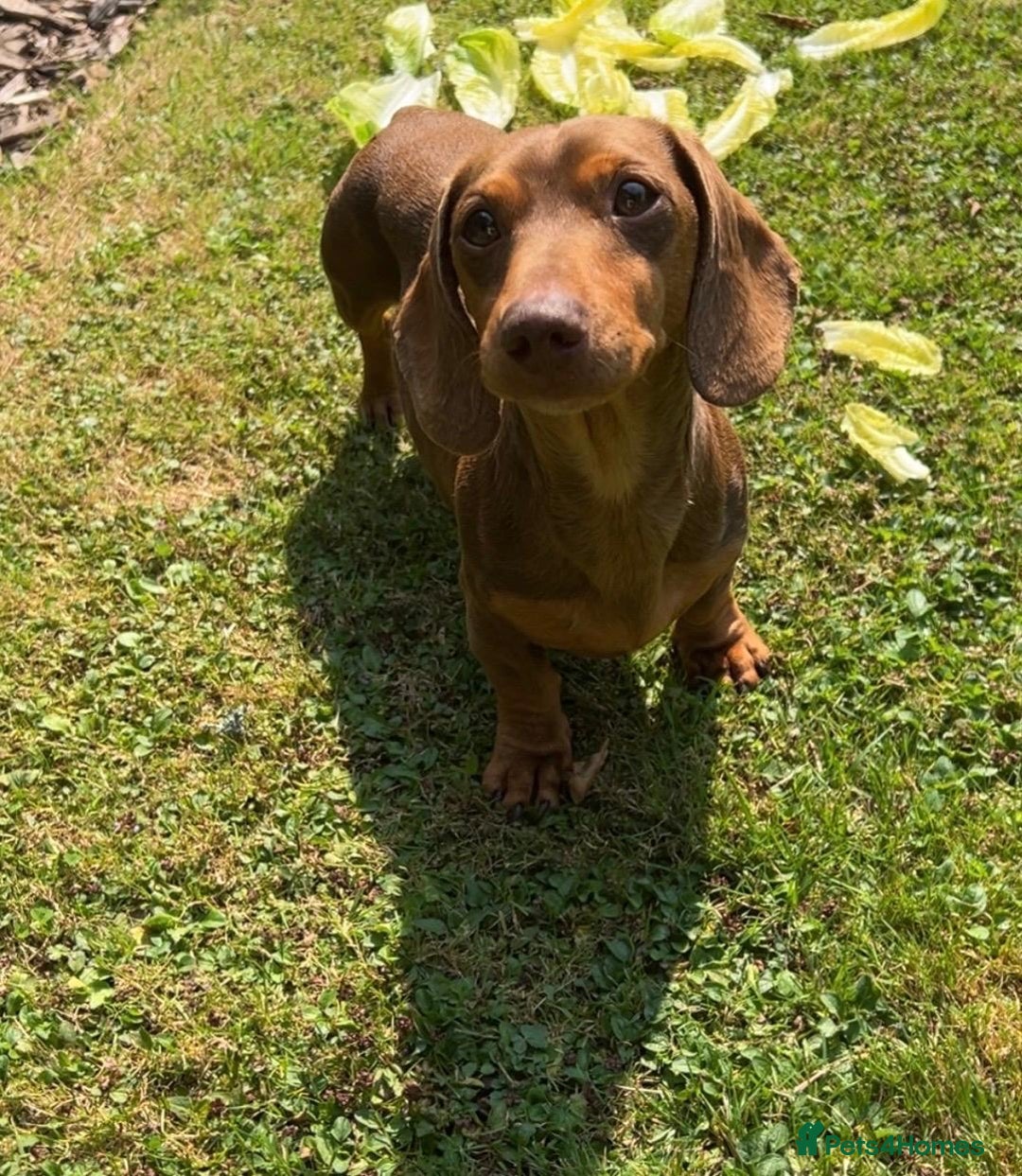 Miniature Dachshund dogs for stud: Teddy - Choc & Tan Proven Stud - Image 2