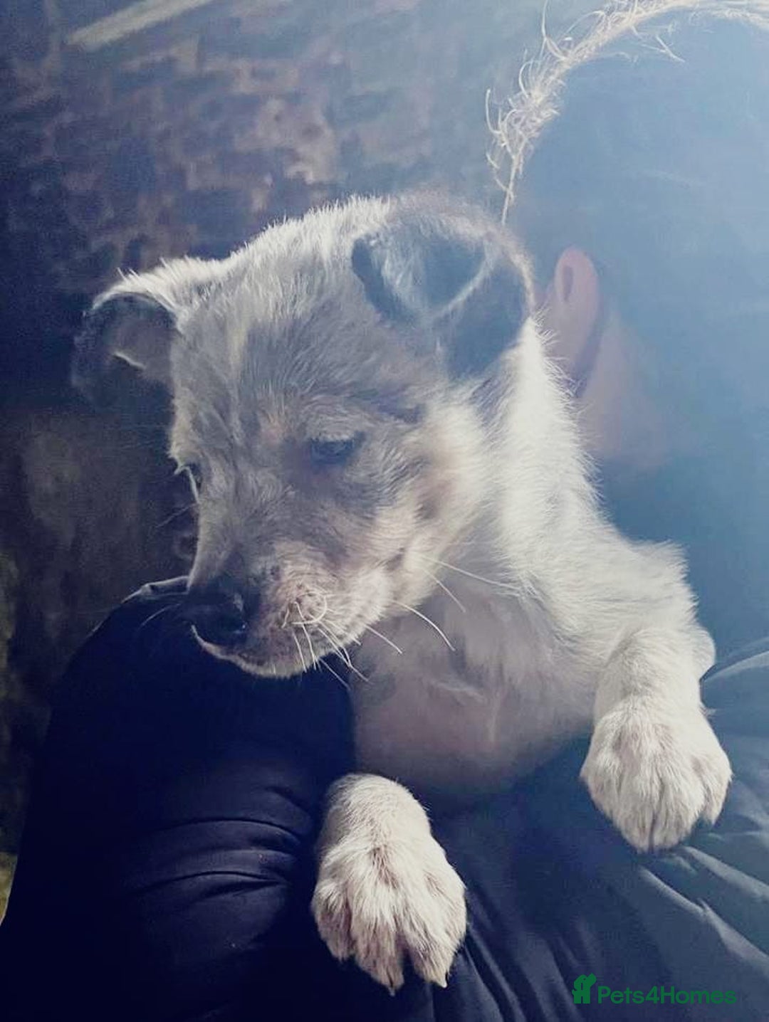 Border Collie dogs for sale: Beautiful collie puppies available  - Advert 7