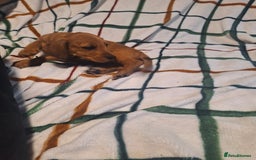 Mixed Breed dogs for sale: Beautiful dachshund mix puppies  - Image 7