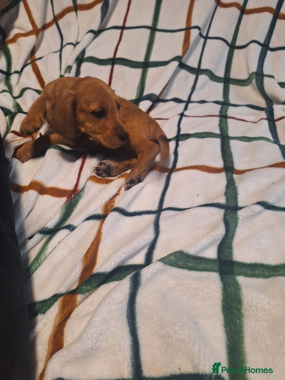 Mixed Breed dogs for sale: Beautiful dachshund mix puppies  - Image 7