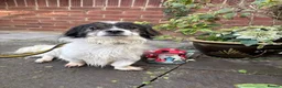 Mixed Breed dogs for adoption: Rocky - Swaffham Norfolk  in Swaffham - Advert 2