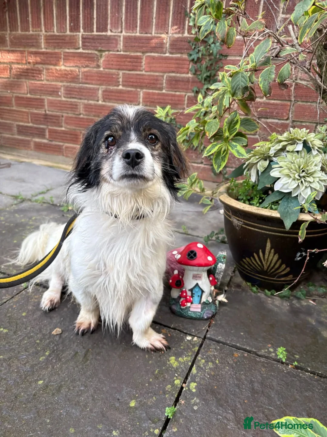 Mixed Breed dogs for adoption: Rocky - Swaffham Norfolk  in Swaffham - Advert 2