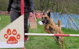 Belgian Shepherd Dog dogs for sale: PuppiesDWKC registered Working Line,Tested Parents - Image 20