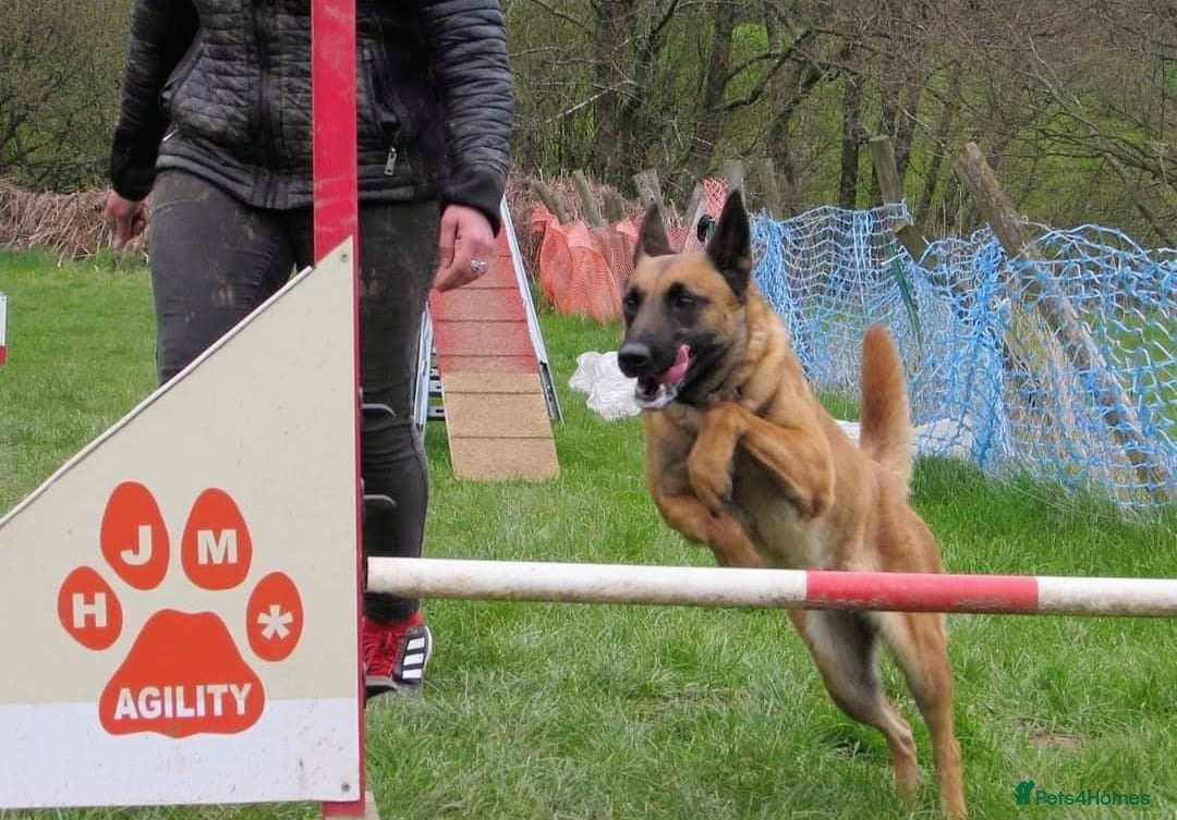 Belgian Shepherd Dog dogs for sale: PuppiesDWKC registered Working Line,Tested Parents - Image 20