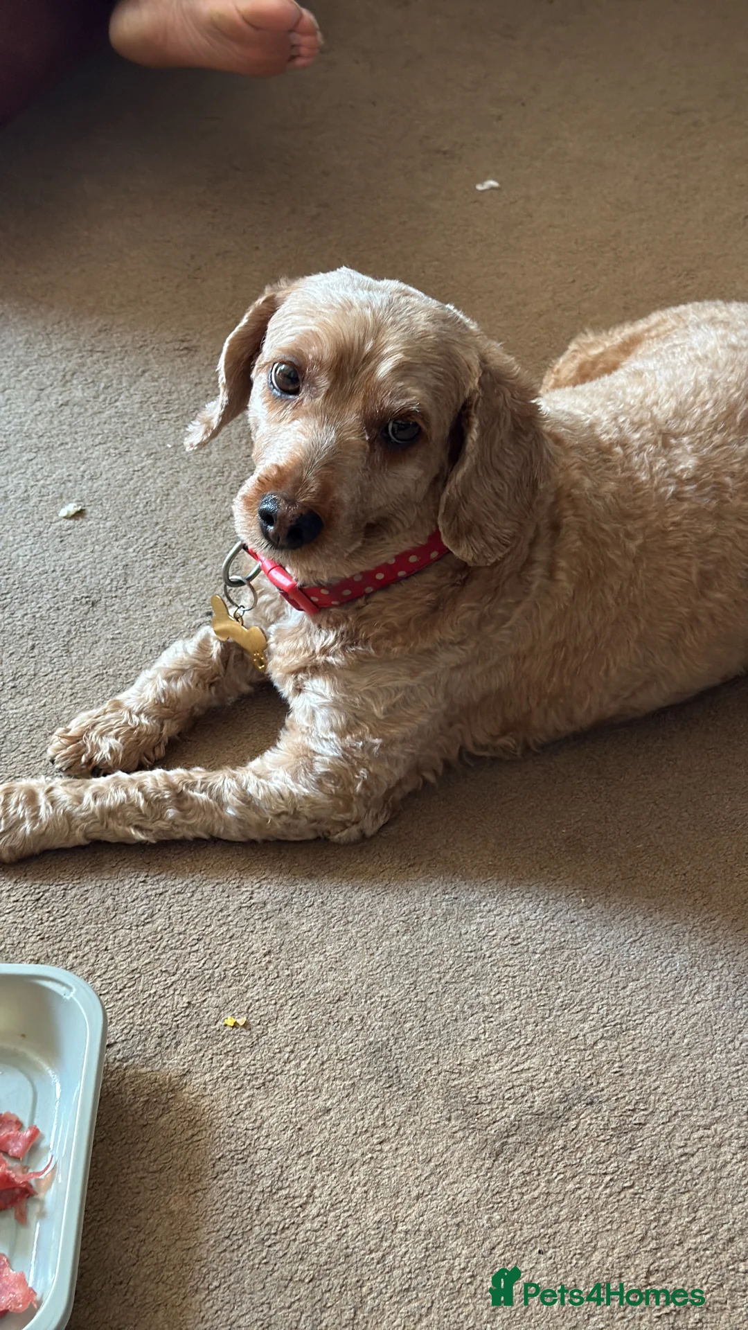 Cockapoo dogs for sale: Toy Poodle x Cockapoo Puppies Family Raised in Hayes - Advert 4