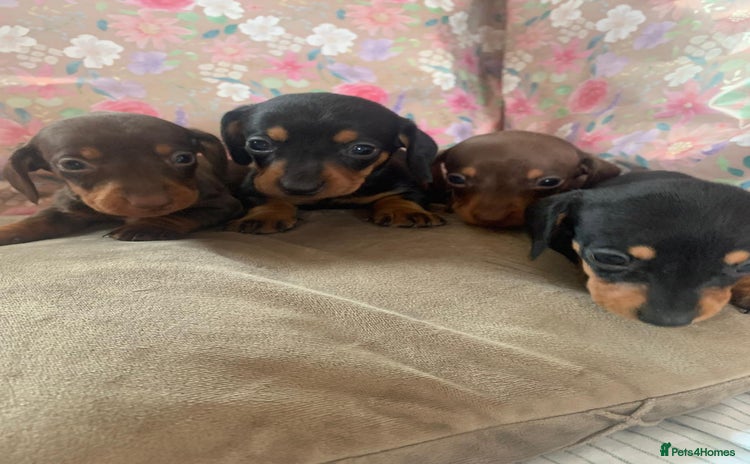 Miniature Dachshund dogs - Advert 16