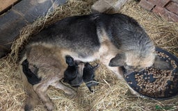 Mixed Breed dogs for sale: German shepherd cross, Belgium malinios  - Image 8