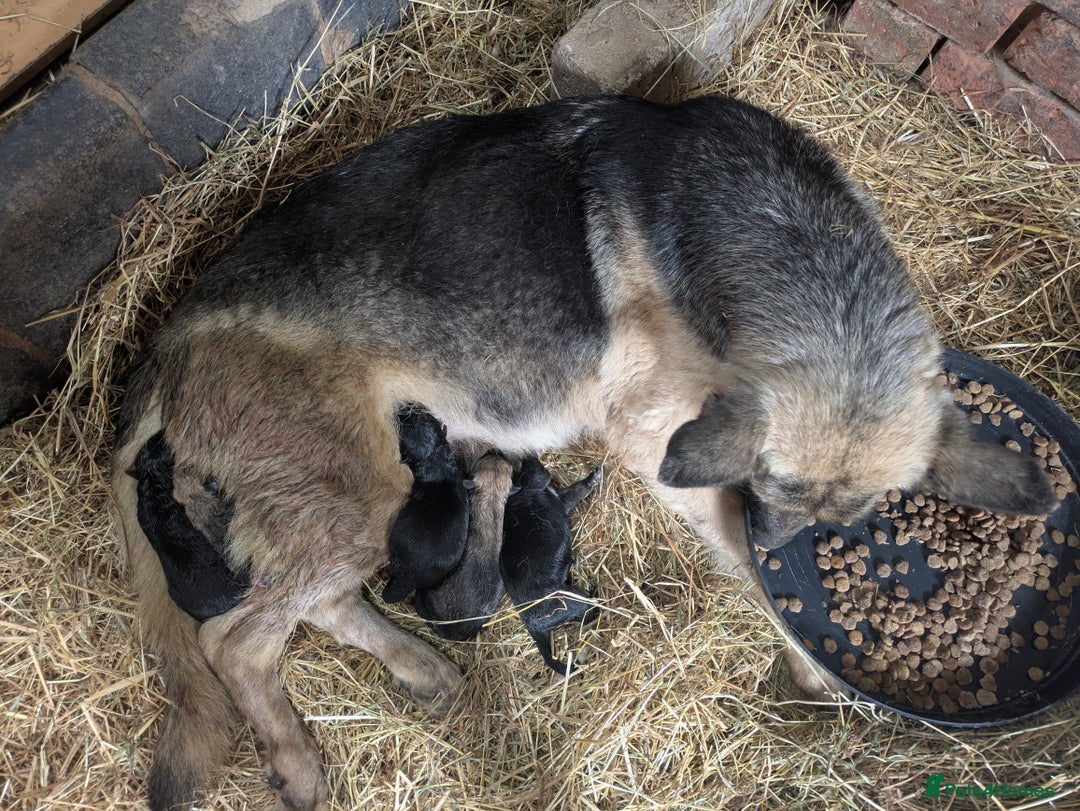 Mixed Breed dogs for sale: German shepherd cross, Belgium malinios  - Image 8