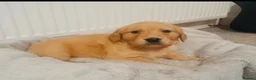 Golden Retriever dogs for sale: Golden retriever puppies (7)  in Barton-upon-Humber - Advert 20