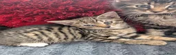 Mixed Breed cats for sale: Kittens  - Advert 25