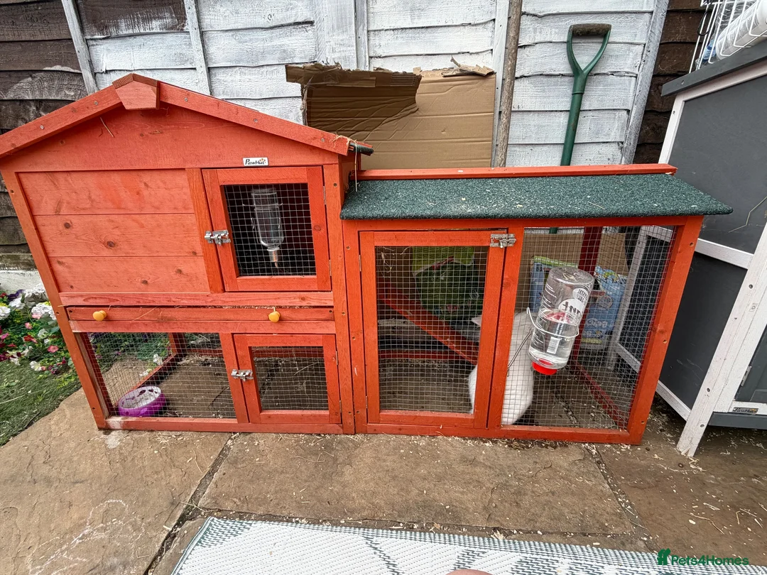 Lionhead rabbits for sale: Female bunny  - Advert 6