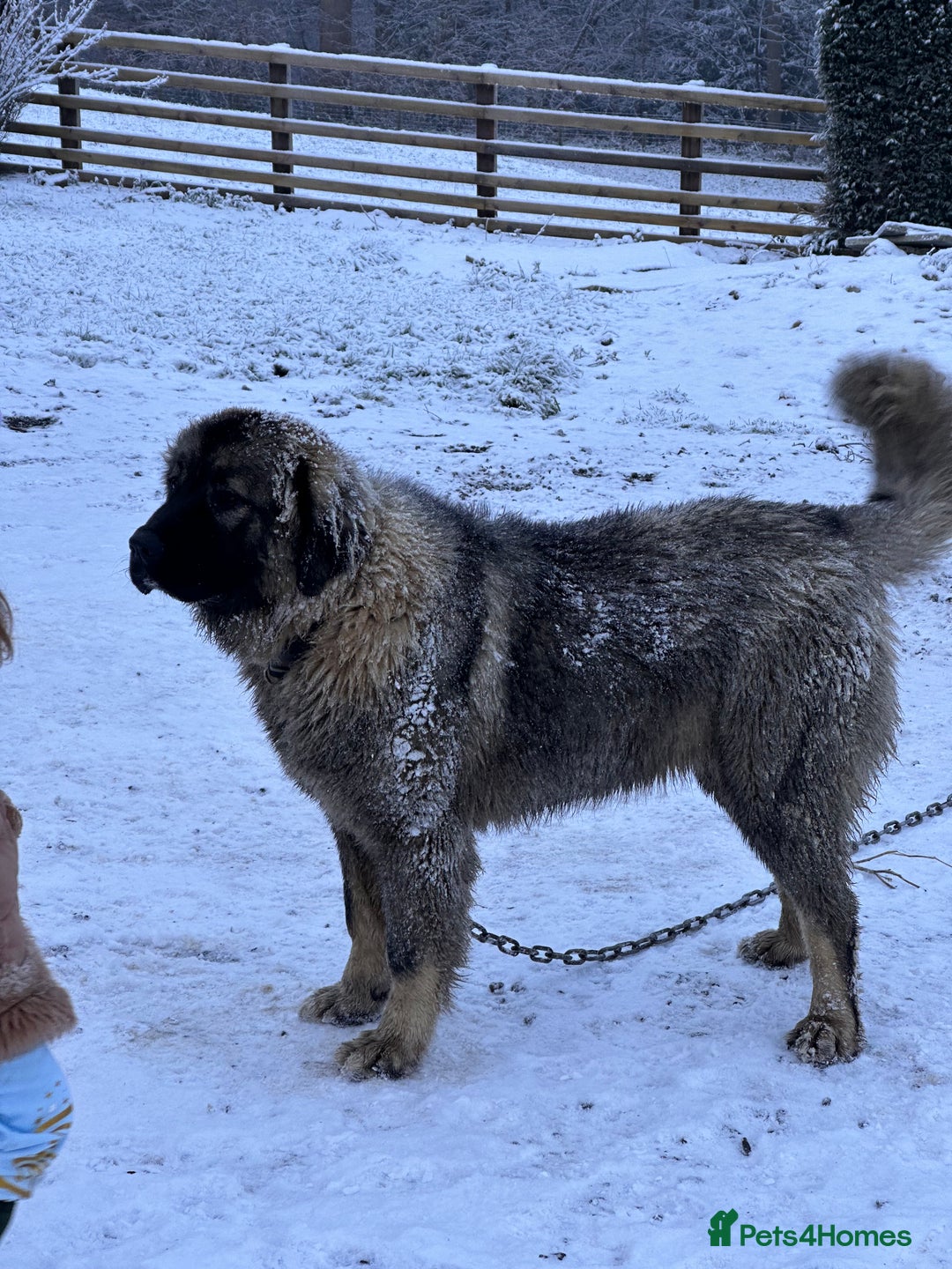 Caucasian Shepherd Dog dogs for sale: Caucasion Shepherd Puppies - Advert 12