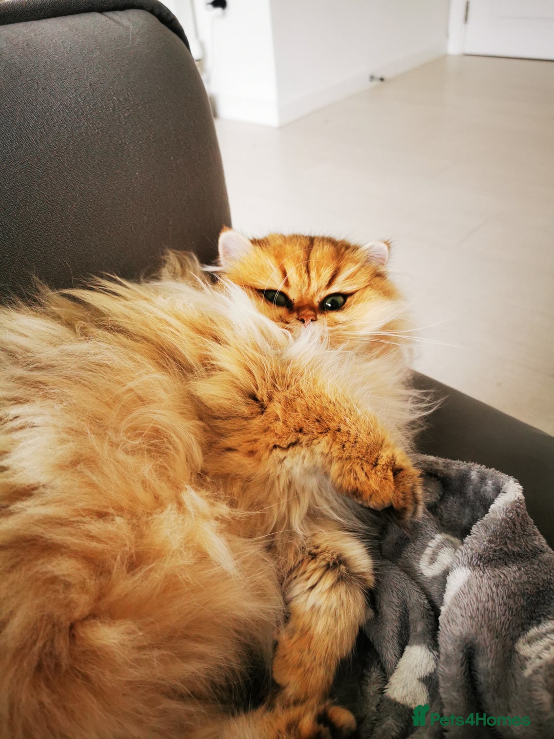 British Longhair cats for sale: Beautiful British Longhair - Image 11