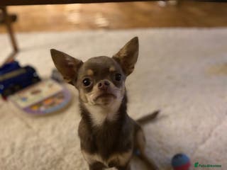 Chihuahua dogs Tiny Lilac Boy - Advert 2