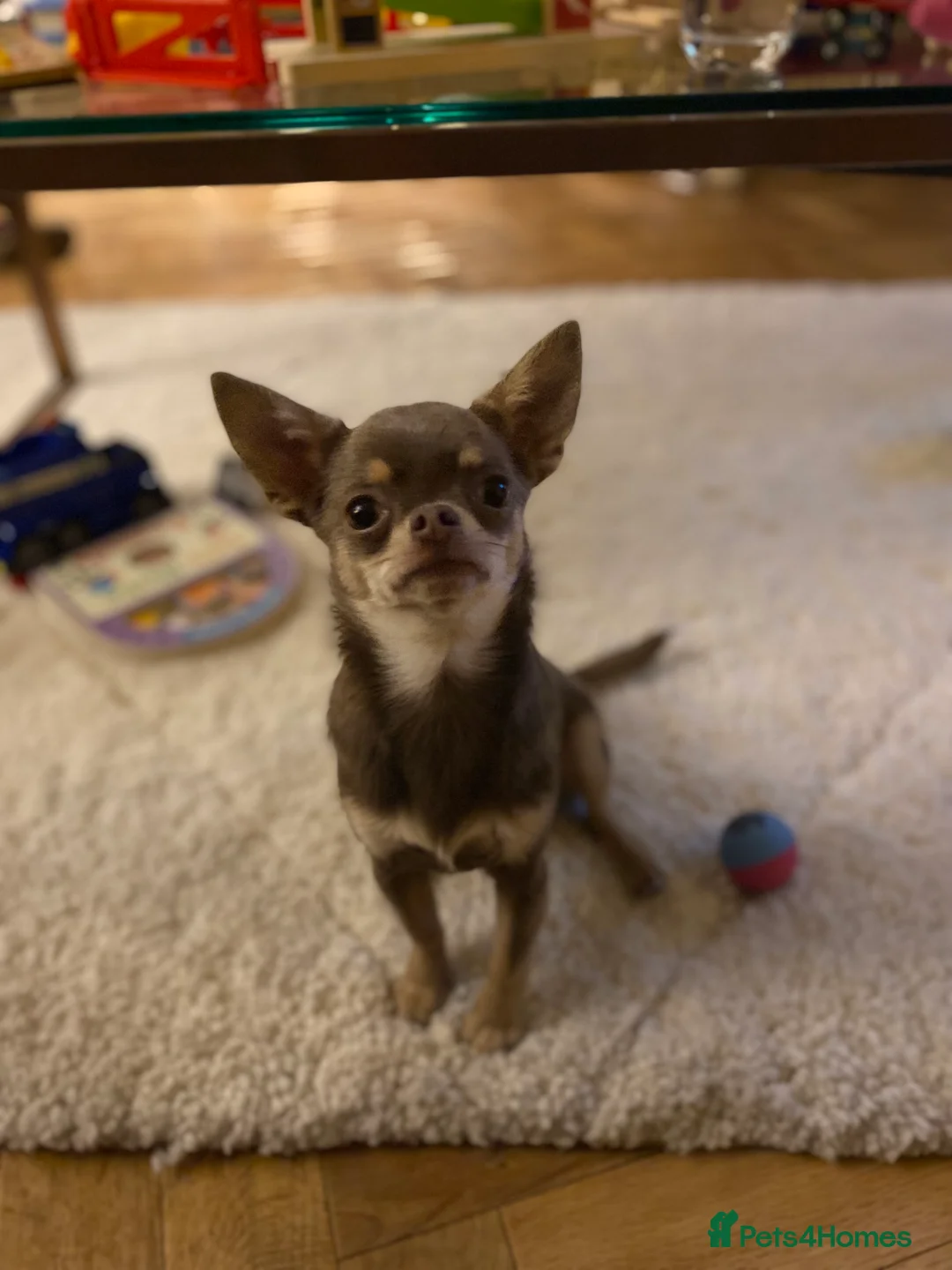Chihuahua dogs for stud: Tiny Lilac Boy  - Advert 1