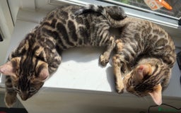 Bengal cats for sale: Pure bred bengal kittens - Image 22