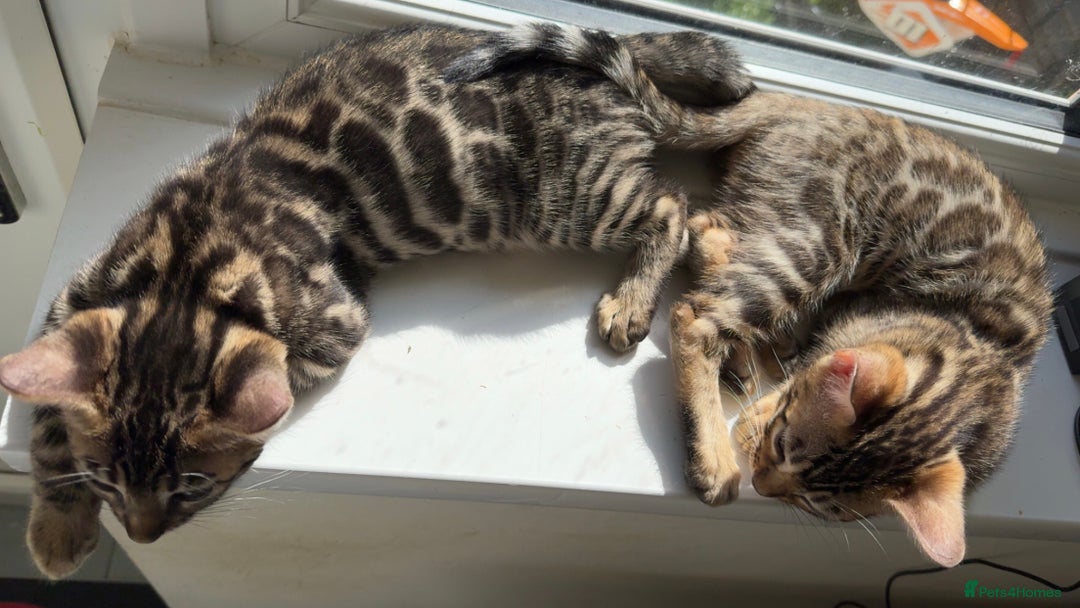 Bengal cats for sale: Pure bred bengal kittens - Image 22