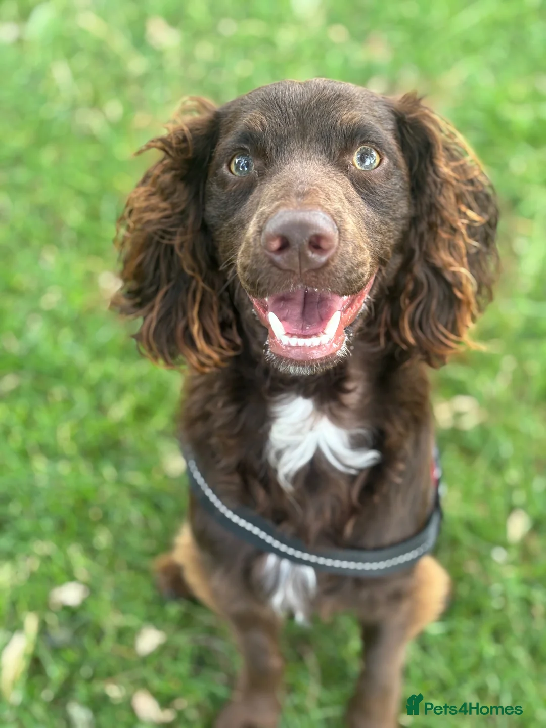 Cockapoo dogs for sale: Dougie the cocker spaniel - Advert 2