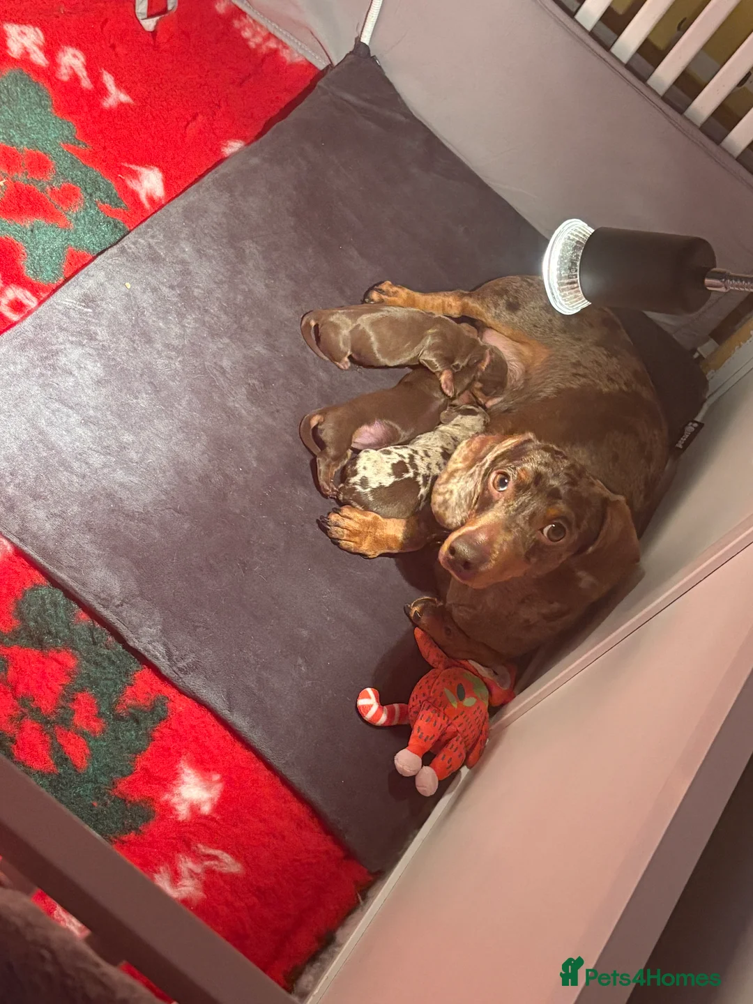 Miniature Dachshund dogs for sale: 🐾 Dapple Boy Newly Available! 🐾 - Advert 10