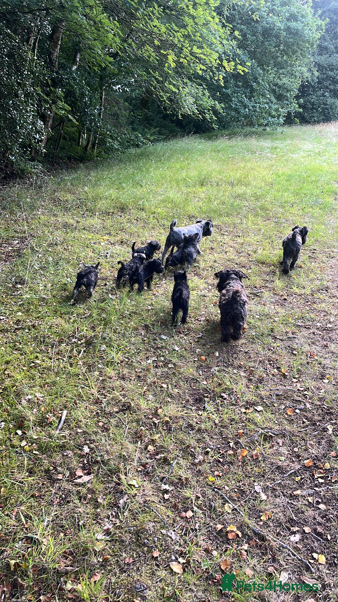 Miniature Schnauzer dogs for sale: miniature schnauzer puppies  - Image 6